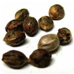 Семена марихуаны АК-47  (Seeds AK-47) в Великих Луках